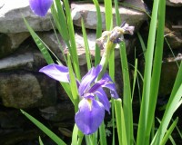 iris virginica 4-11b.jpg